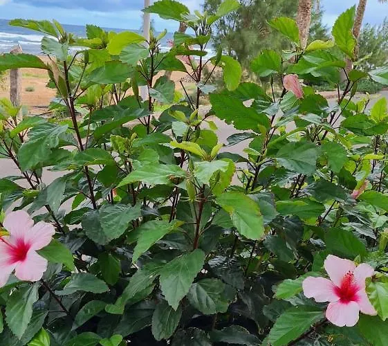 Ca.marcela. 200 Metros Del Mar.